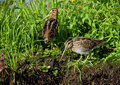 BUITEN BEELD Foto: 66945