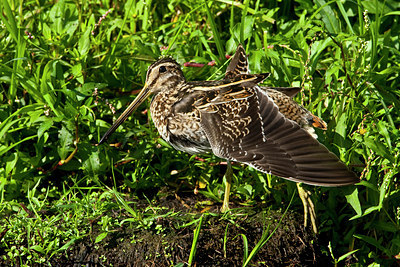 BUITEN BEELD Foto: 66947