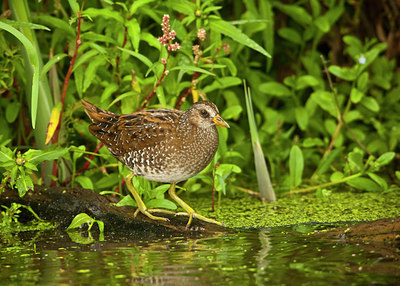 BUITEN BEELD Foto: 66950