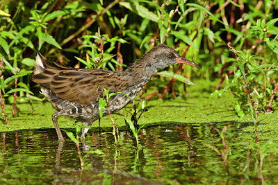 BUITEN BEELD Foto: 66952