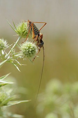 BUITEN BEELD Foto: 66990