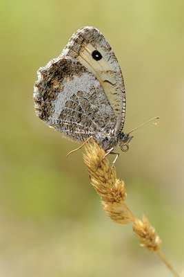 BUITEN BEELD Foto: 66991