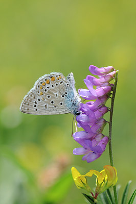 BUITEN BEELD Foto: 66994