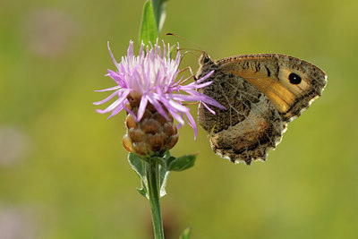 BUITEN BEELD Foto: 66996