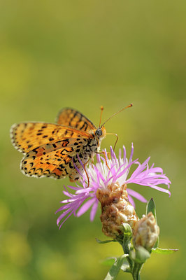 BUITEN BEELD Foto: 66999