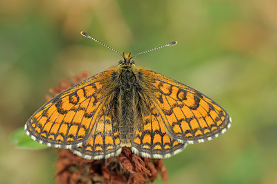 BUITEN BEELD Foto: 67002