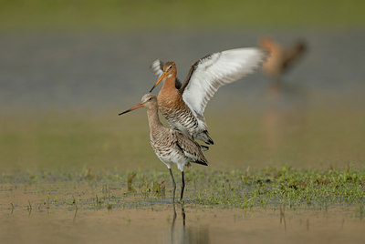 BUITEN BEELD Foto: 67009