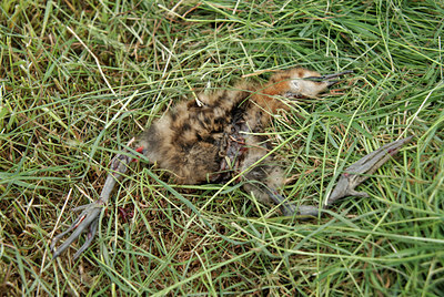 BUITEN BEELD Foto: 67022