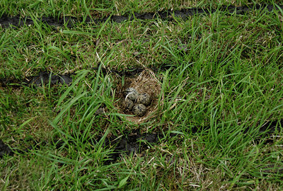 BUITEN BEELD Foto: 67023