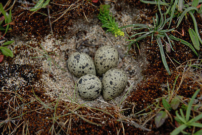 BUITEN BEELD Foto: 67026