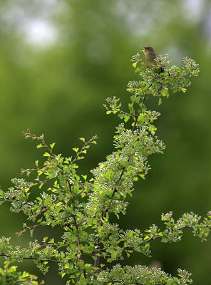 BUITEN BEELD Foto: 67046