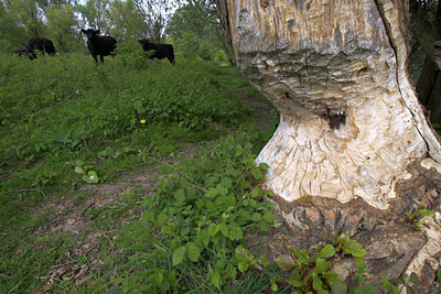 BUITEN BEELD Foto: 67047