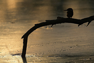 BUITEN BEELD Foto: 67051