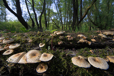 BUITEN BEELD Foto: 67053