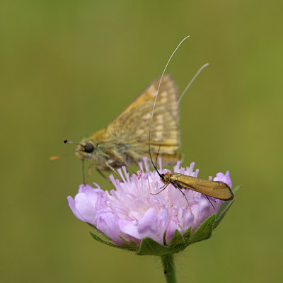 BUITEN BEELD Foto: 67072