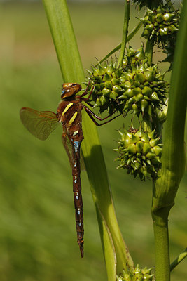 BUITEN BEELD Foto: 67085