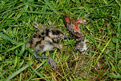 BUITEN BEELD Foto: 67095