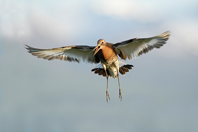 BUITEN BEELD Foto: 67104