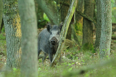 BUITEN BEELD Foto: 67106