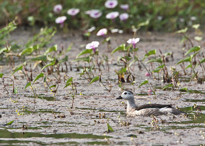 BUITEN BEELD Foto: 67108