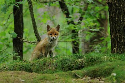 BUITEN BEELD Foto: 67109