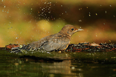BUITEN BEELD Foto: 67126