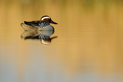 BUITEN BEELD Foto: 67131