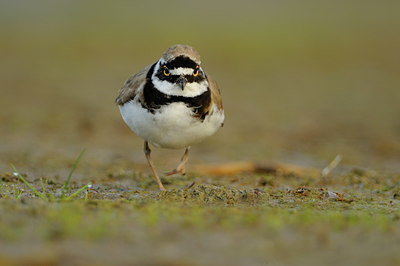 BUITEN BEELD Foto: 67135