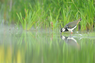BUITEN BEELD Foto: 67137