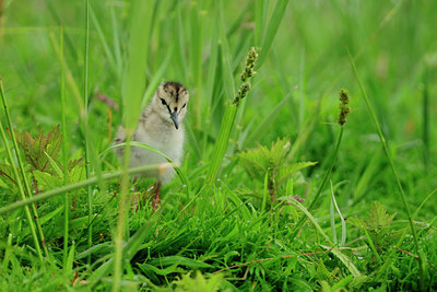 BUITEN BEELD Foto: 67139
