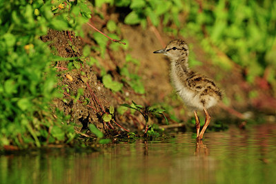 BUITEN BEELD Foto: 67141