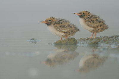 BUITEN BEELD Foto: 67156