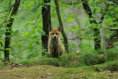 BUITEN BEELD Foto: 67157