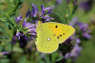 BUITEN BEELD Foto: 67162