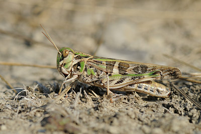 BUITEN BEELD Foto: 67163