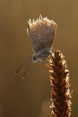 BUITEN BEELD Foto: 67171