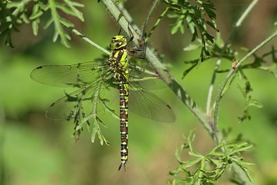 BUITEN BEELD Foto: 67205