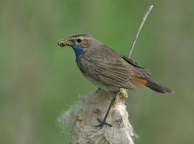 BUITEN BEELD Foto: 67228