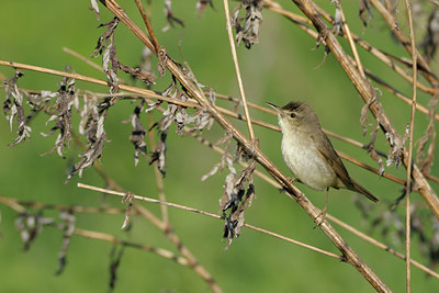 BUITEN BEELD Foto: 67286