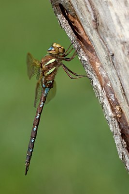 BUITEN BEELD Foto: 67315