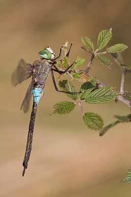 BUITEN BEELD Foto: 67322