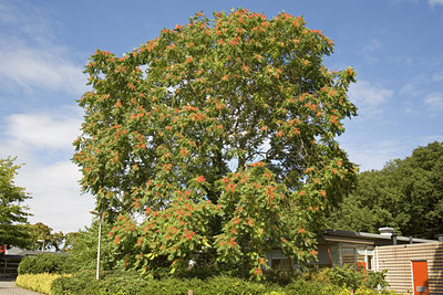 BUITEN BEELD Foto: 67341