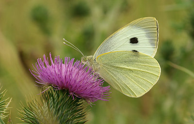 BUITEN BEELD Foto: 67355