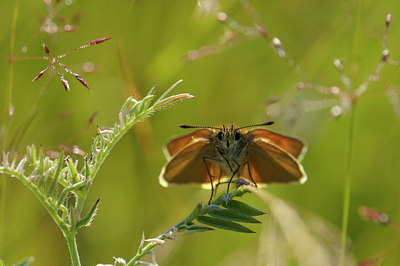 BUITEN BEELD Foto: 67357