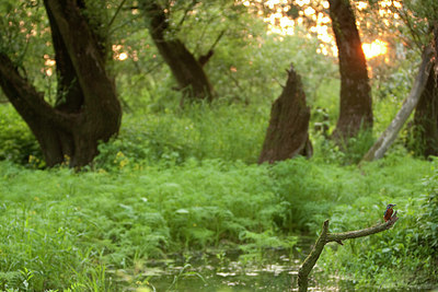 BUITEN BEELD Foto: 67381