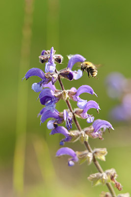 BUITEN BEELD Foto: 67387