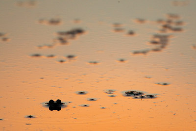 BUITEN BEELD Foto: 67397