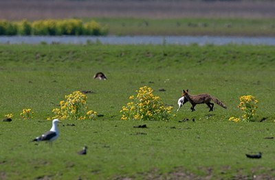 BUITEN BEELD Foto: 67405