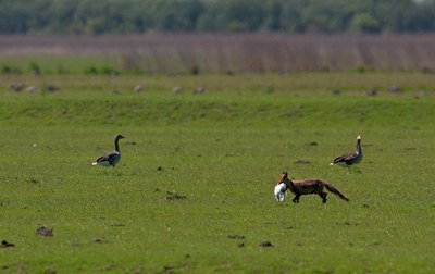 BUITEN BEELD Foto: 67406