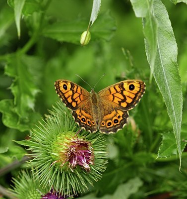 BUITEN BEELD Foto: 67425